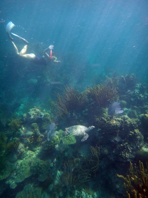 Snorkeling a Keys reef with a green sea turtle, Lowe gets firsthand inspiration for her paintings.
